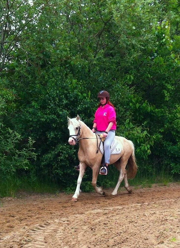 Welsh Pony (sec B) Fredens Ivory Knight billede 8