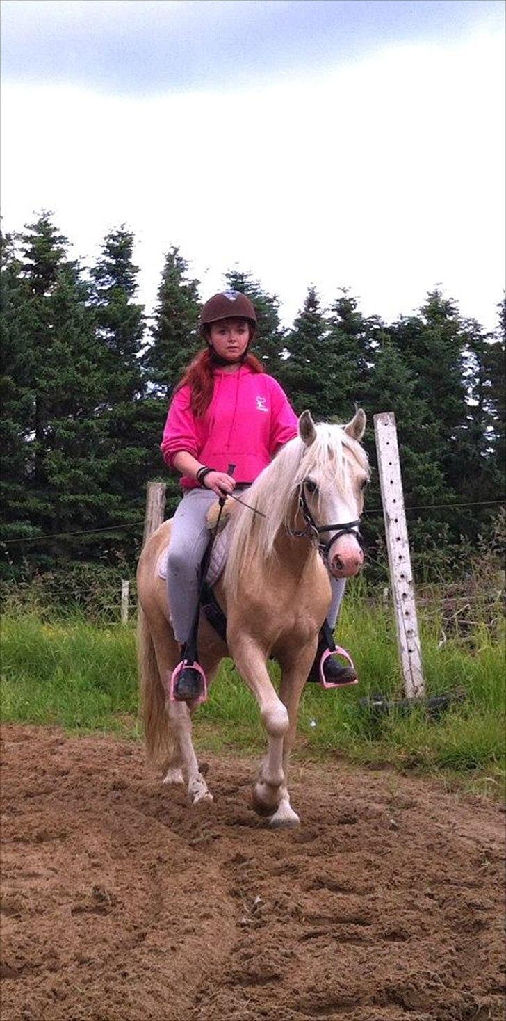 Welsh Pony (sec B) Fredens Ivory Knight billede 9