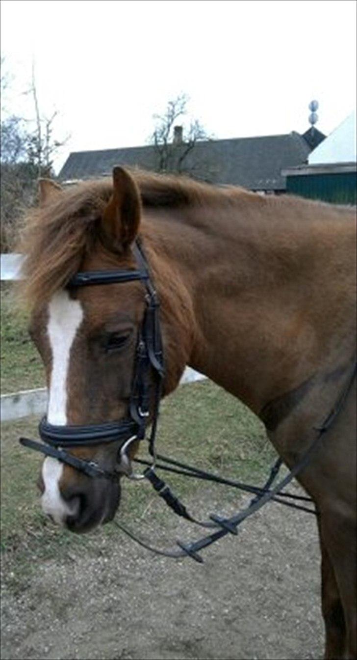 Anden særlig race ISOBELL (solgt) billede 11