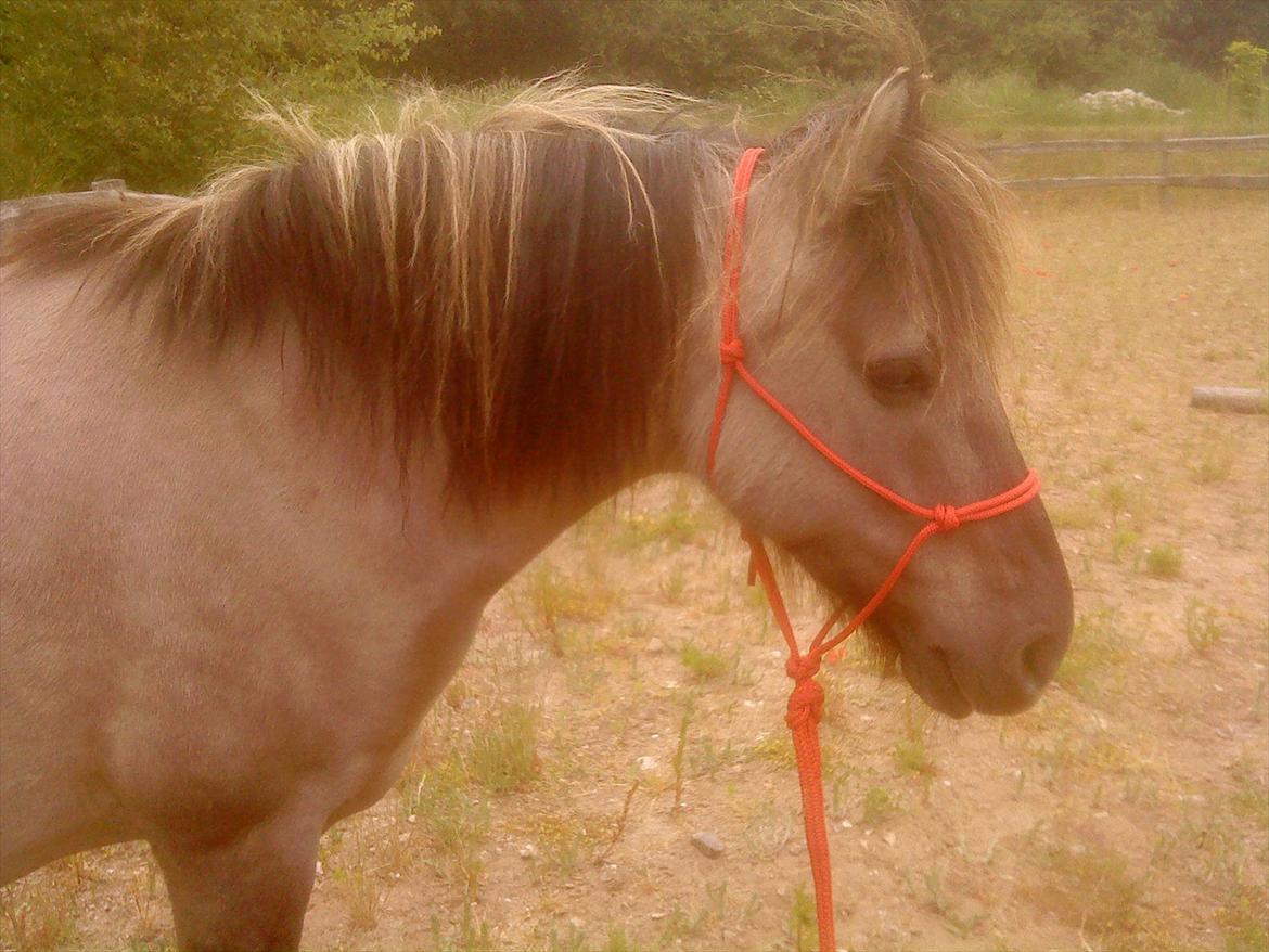 Konik Polski Grana<3 ( Himmelhest) Savner dig min ven billede 4