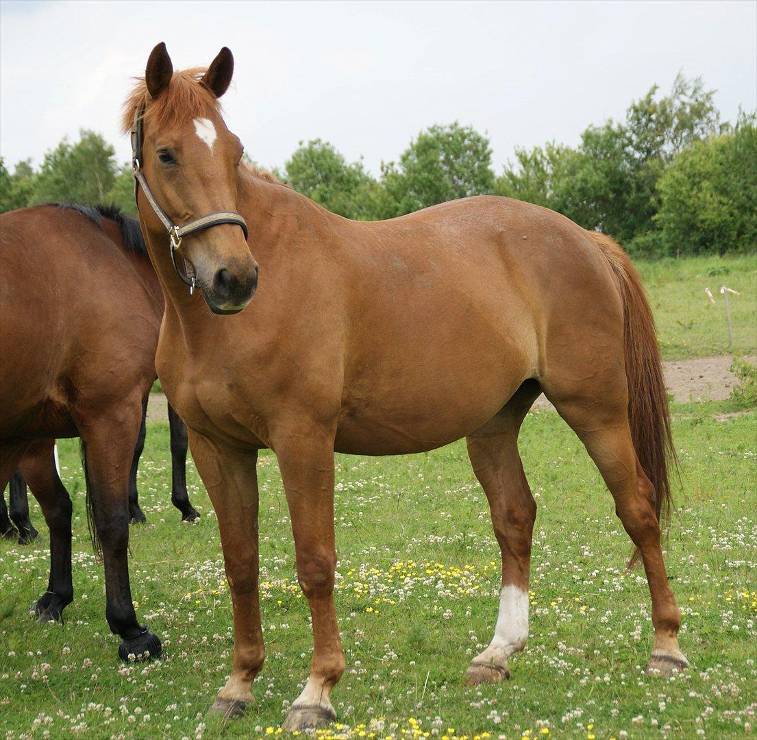 Dansk Varmblod Fredbo´s Khan billede 3