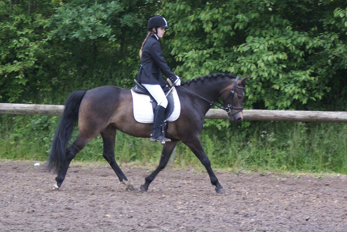 New Forest Dalgaardens Phoebe billede 7