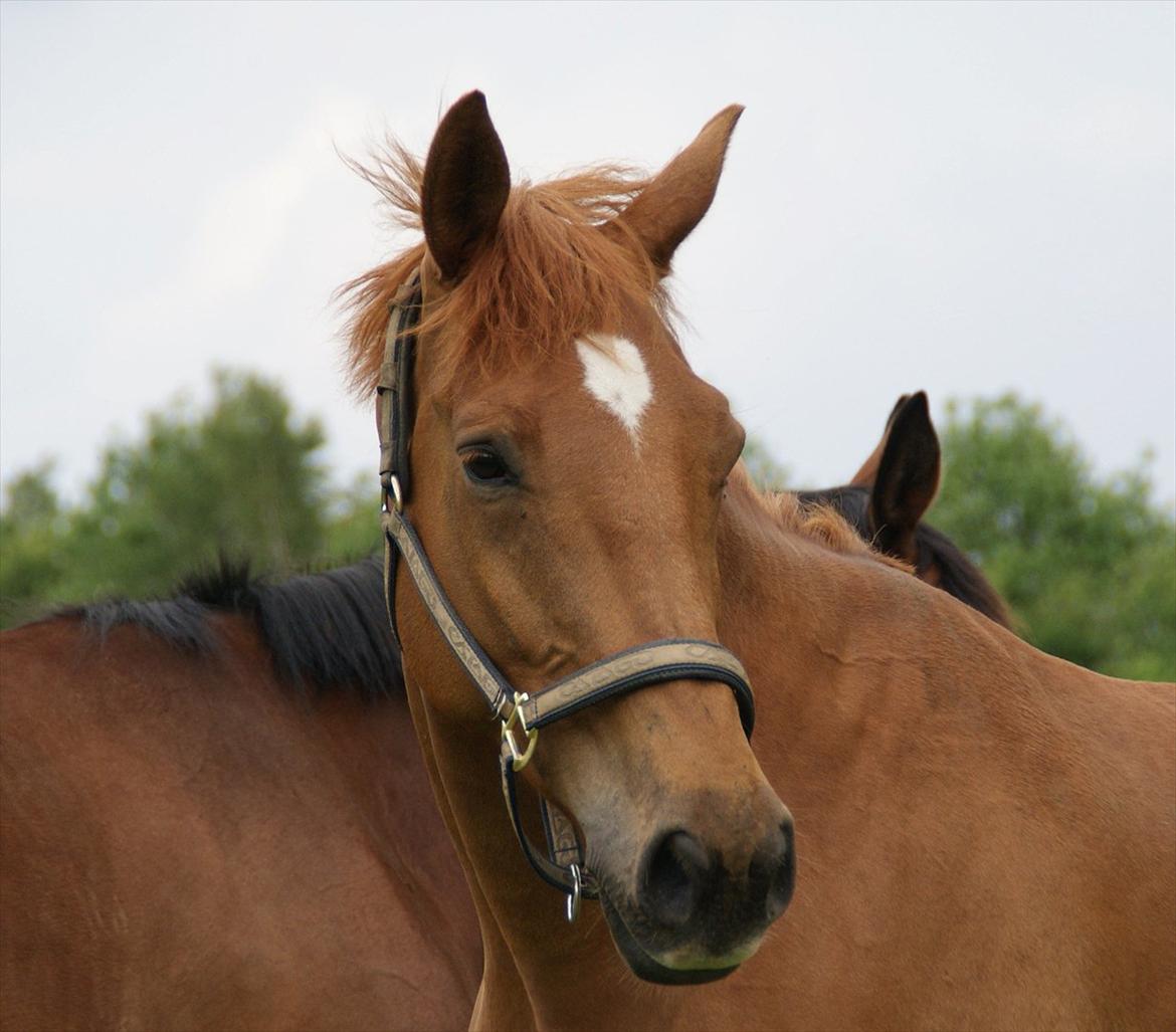 Dansk Varmblod Fredbo´s Khan billede 2