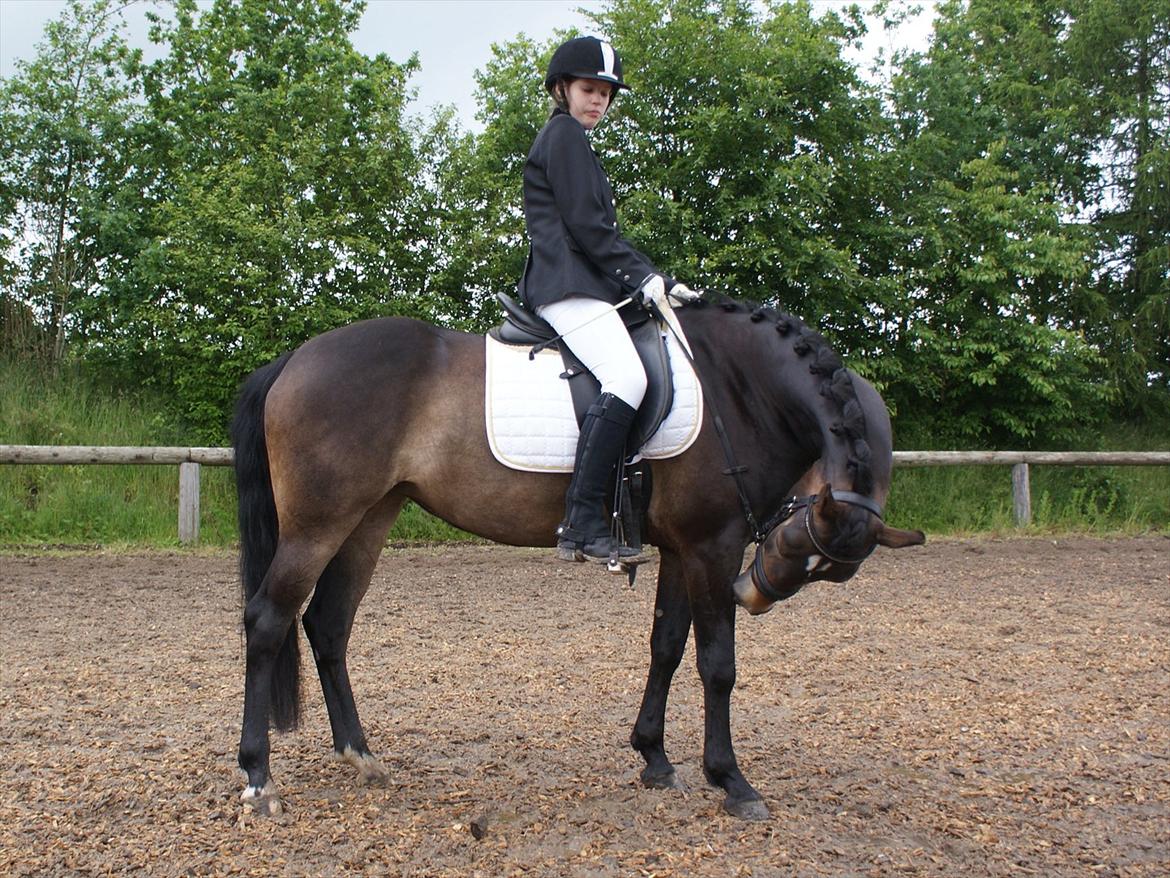 New Forest Dalgaardens Phoebe billede 8