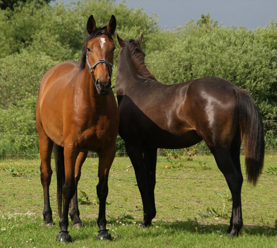 Dansk Varmblod Fredbo's Accord billede 6