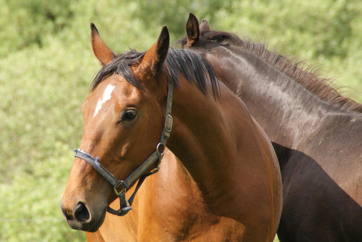 Dansk Varmblod Fredbo's Accord - Velkommen til Accord's profil :-) billede 5