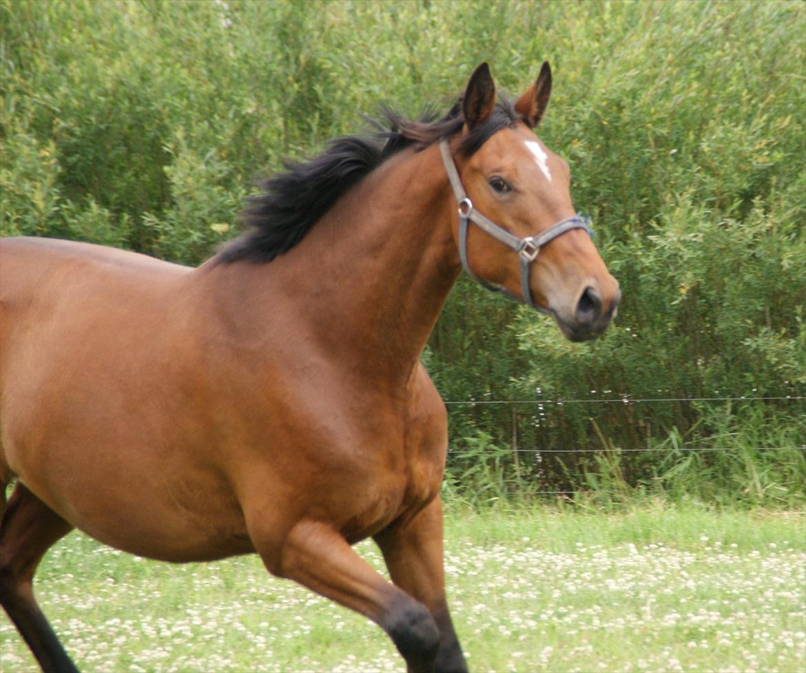 Dansk Varmblod Fredbo's Accord billede 7