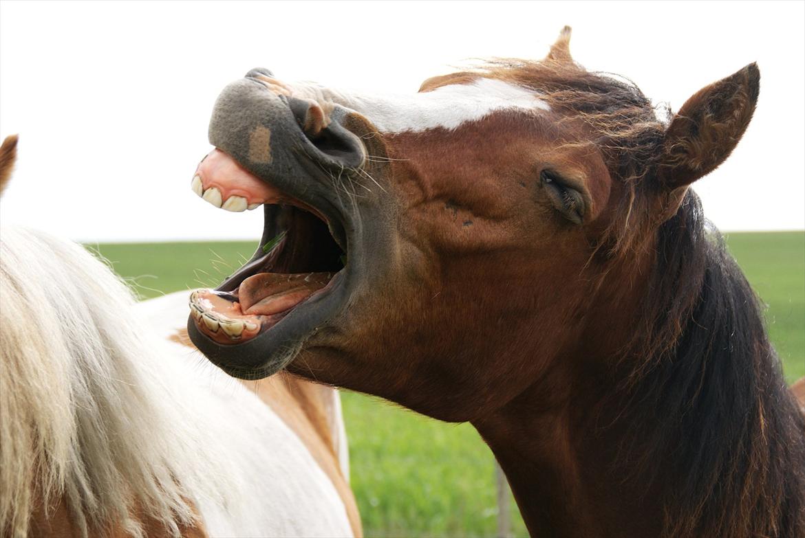 DSP Fredbo´s Rondo Royal<3 billede 21