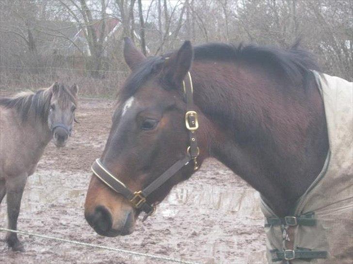 Konik Polski Grana<3 ( Himmelhest) Savner dig min ven billede 11