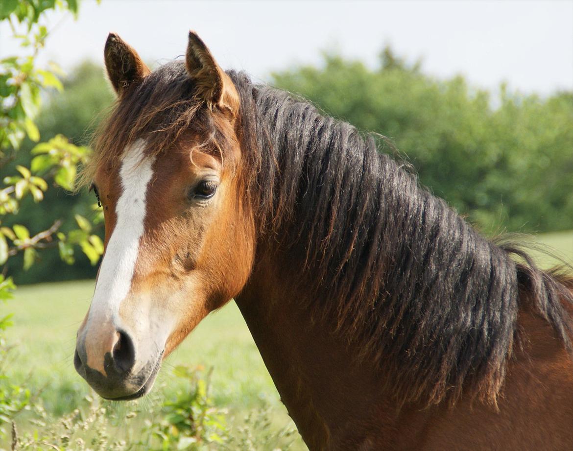 DSP Fredbo´s Rondo Royal<3 billede 18