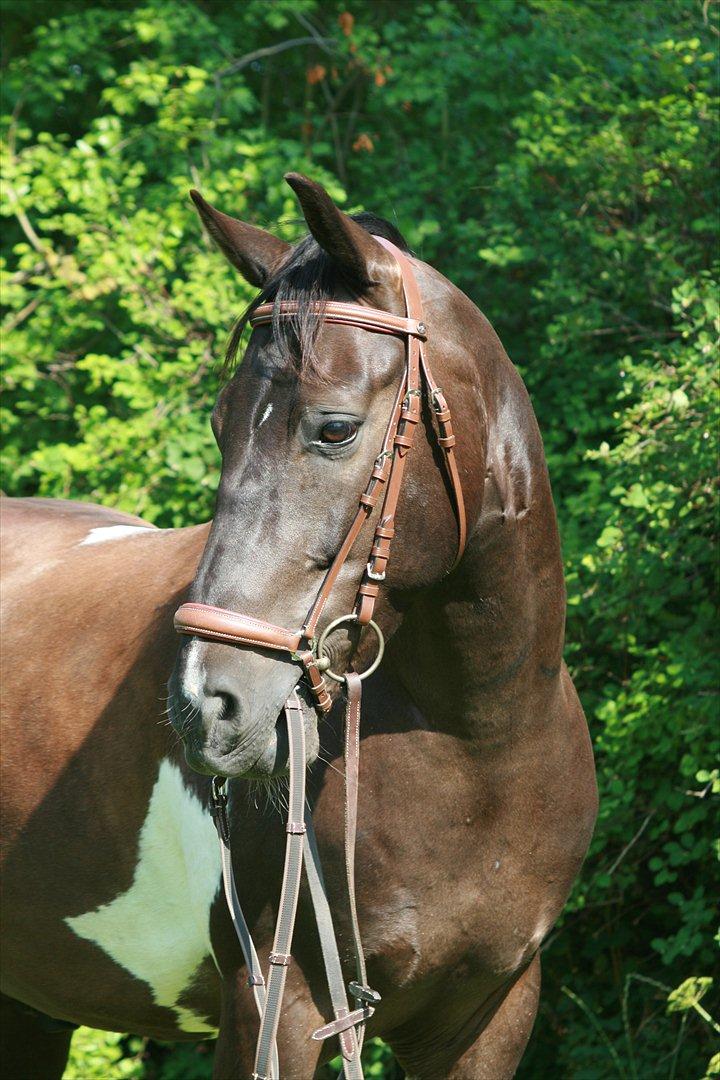 Pinto Pelé (Torriggårdens Pelè) - Min Soulmate <3 - Bare fordi du er så kær <3 :) billede 3