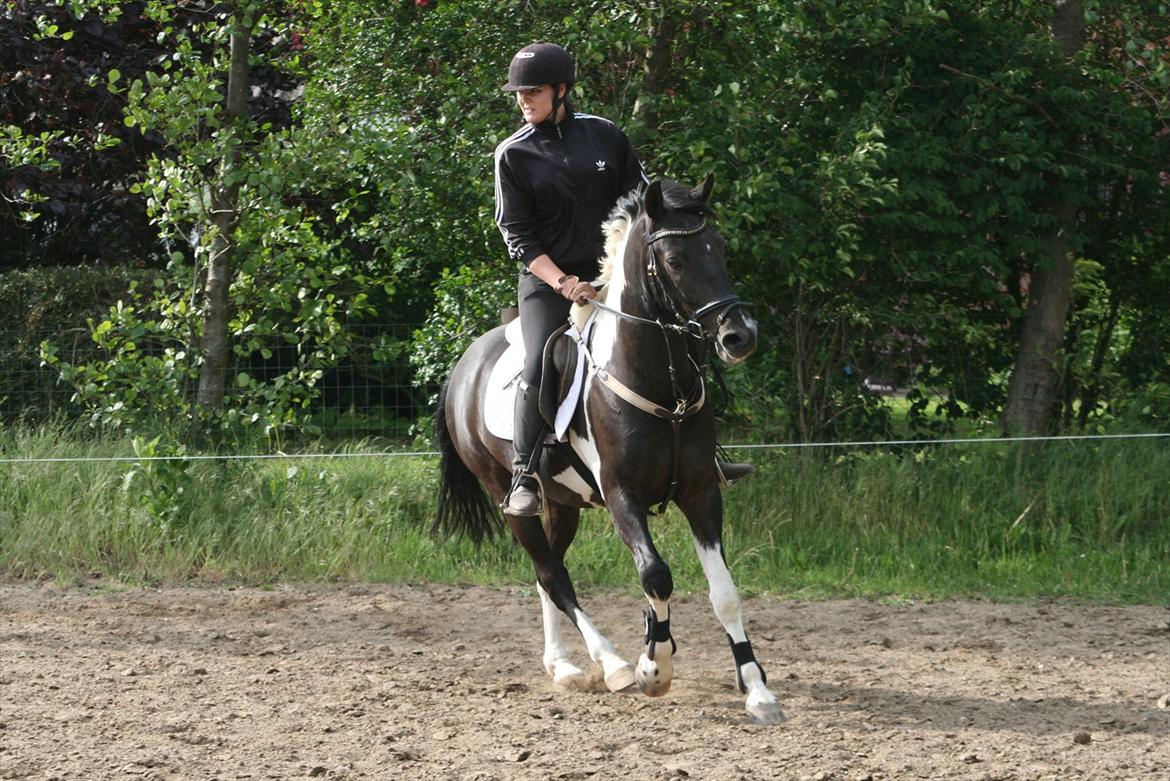 Pinto Pelé (Torriggårdens Pelè) - Min Soulmate <3 - Vi må tilbage på den springbane Basse <3 billede 20