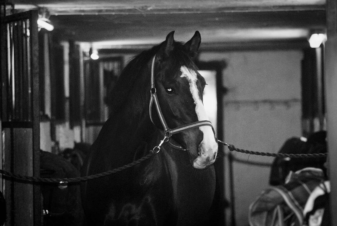 Anden særlig race Sofiesminde`s Milanto - Han ser lidt sød ud :-) billede 5