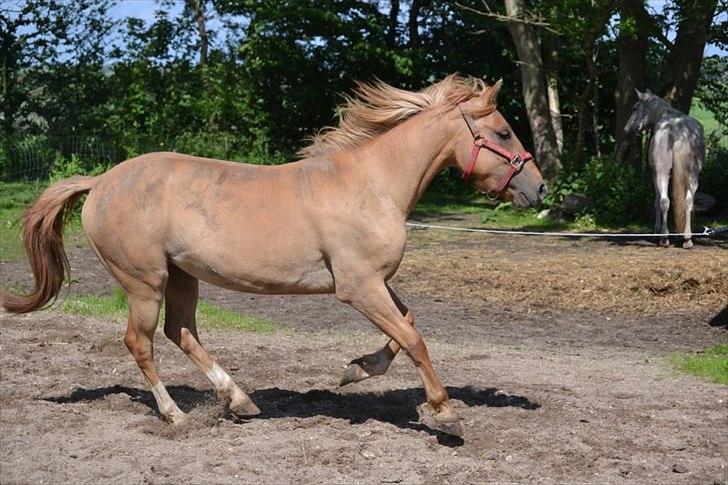 Anden særlig race Prins Brutus billede 18