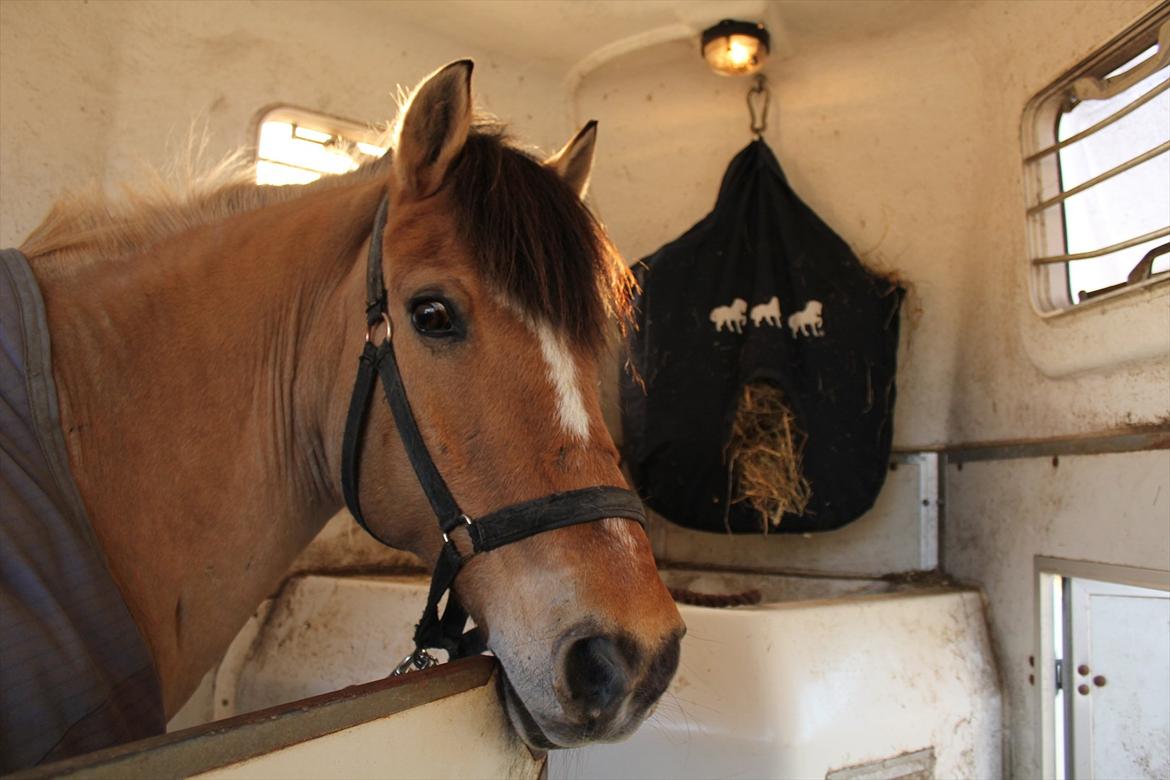 Anden særlig race Lipo Flash - Lipo på vej hjem fra dyrlægen <3<3 Han er bare helt okay med traileren <3<3

(Foto Mig)  billede 3