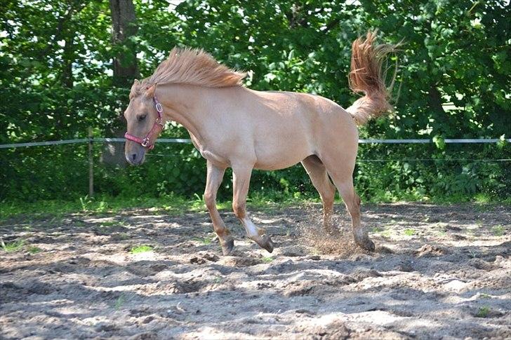 Anden særlig race Prins Brutus - bruller <3<3 billede 19