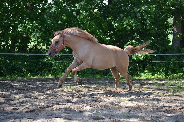 Anden særlig race Prins Brutus billede 20