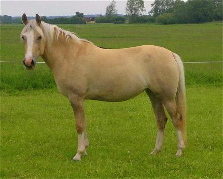 Palomino Golden candy - 13/06-2012 - Tuse Creek Ranch. "I don't need to say I love you - you'll know." billede 3