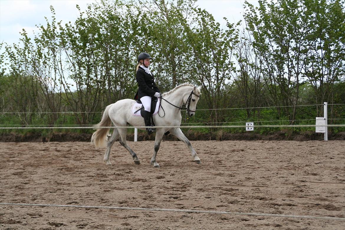 Welsh Pony (sec B) Skovbjergs Choice billede 18
