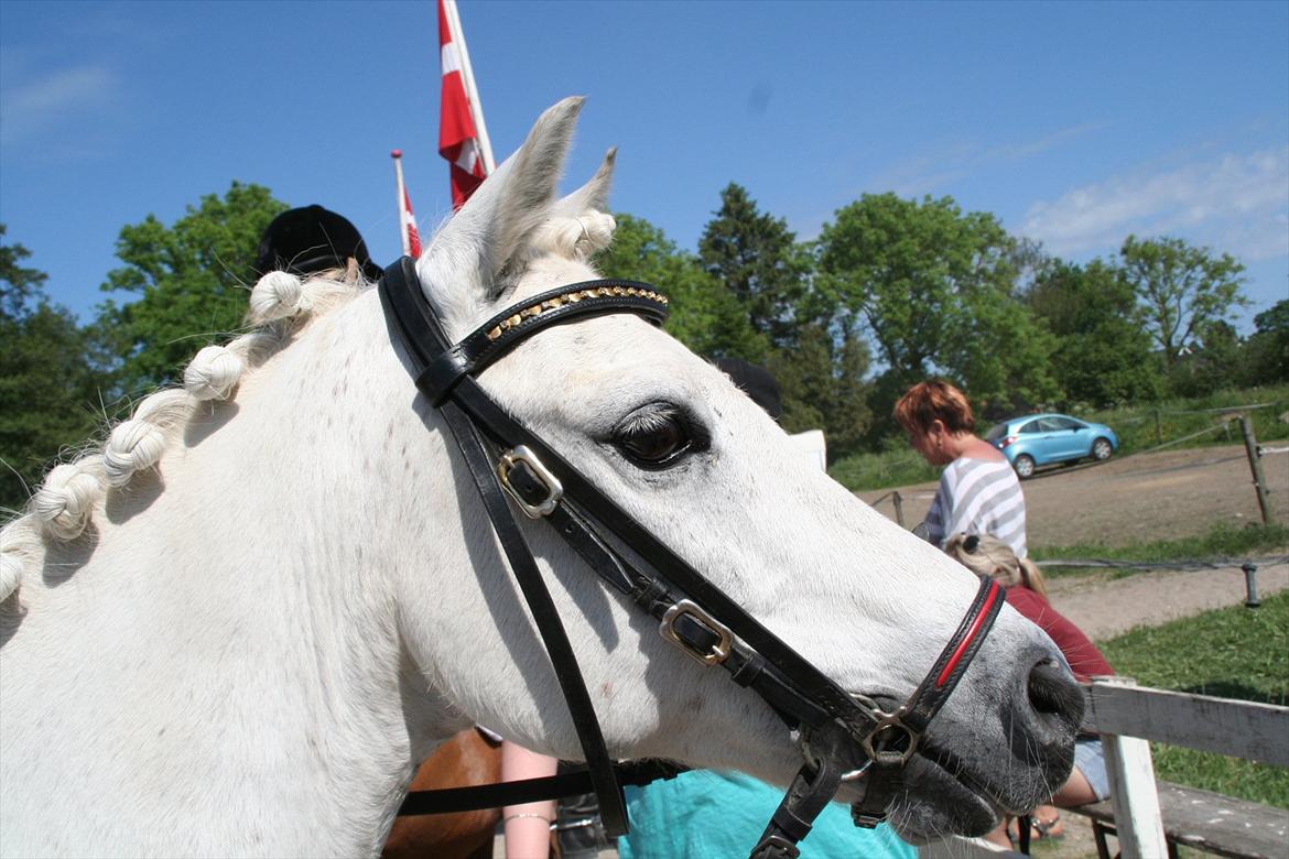 Welsh Pony (sec B) Skovbjergs Choice billede 19