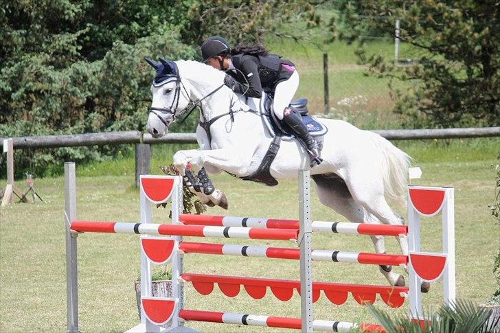 Dansk Varmblod NICE FELLOW - Skat til mesterskab 2012 for juniorryttere.

LA** 120 cm

Billede: CHS-Photo billede 12