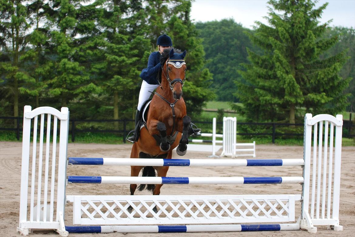 Holstener Don Vito *tidligere hest* - stævne  NSR billede 2