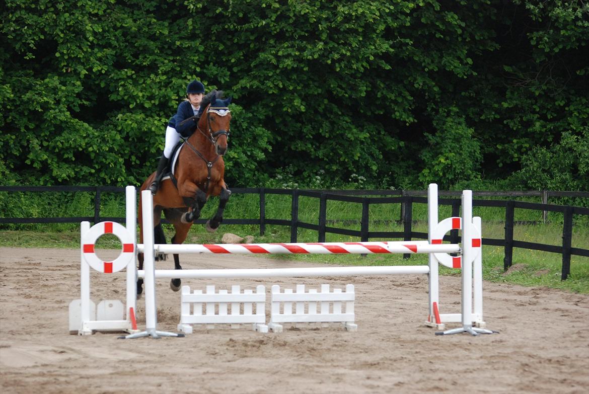 Holstener Don Vito *tidligere hest* - stævne NSR billede 3