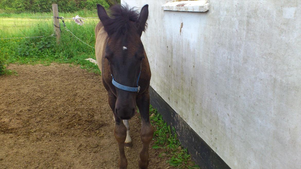 Anden særlig race Stald Handbergs casanova - d.15/6 12 foto mig billede 11