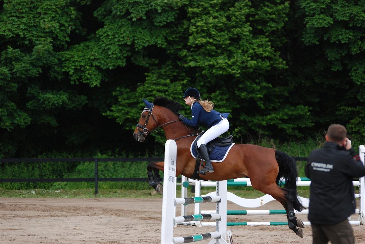 Holstener Don Vito *tidligere hest* - -II- billede 4