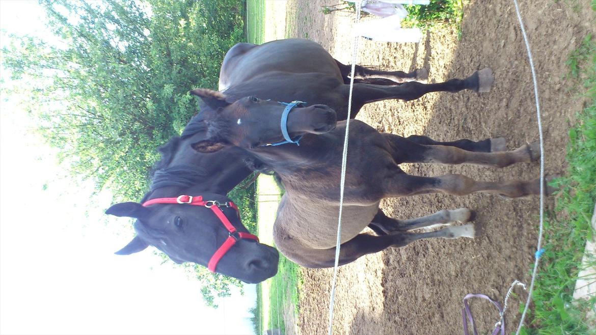 Anden særlig race stald Handbergs lugana billede 10