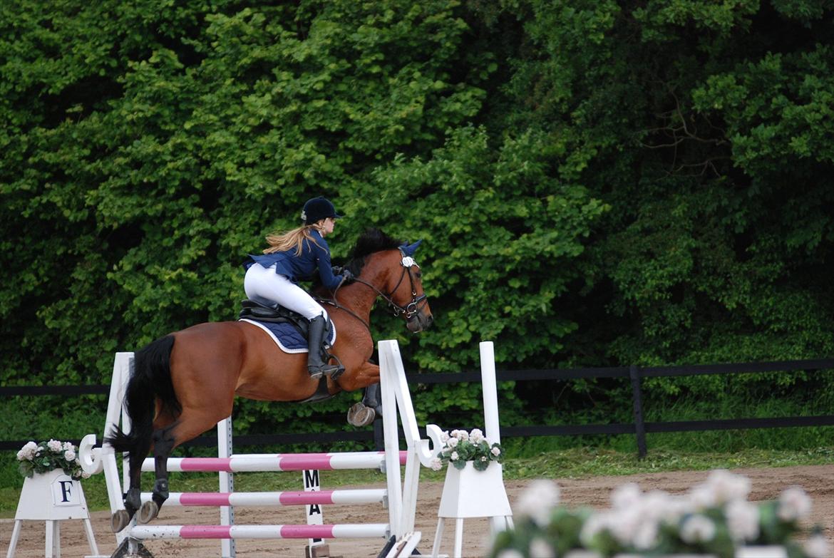 Holstener Don Vito *tidligere hest* billede 5