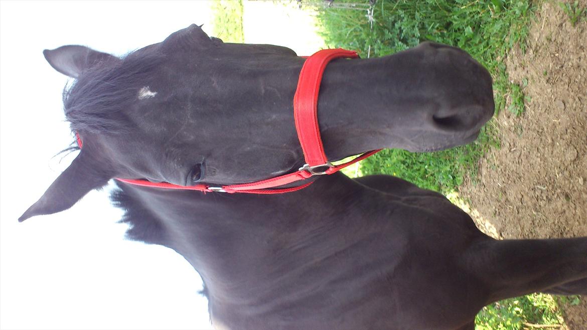 Anden særlig race stald Handbergs lugana billede 11