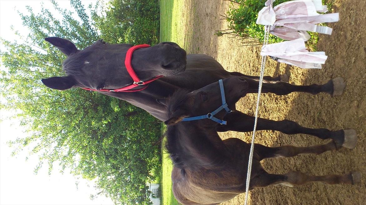 Anden særlig race stald Handbergs lugana billede 12