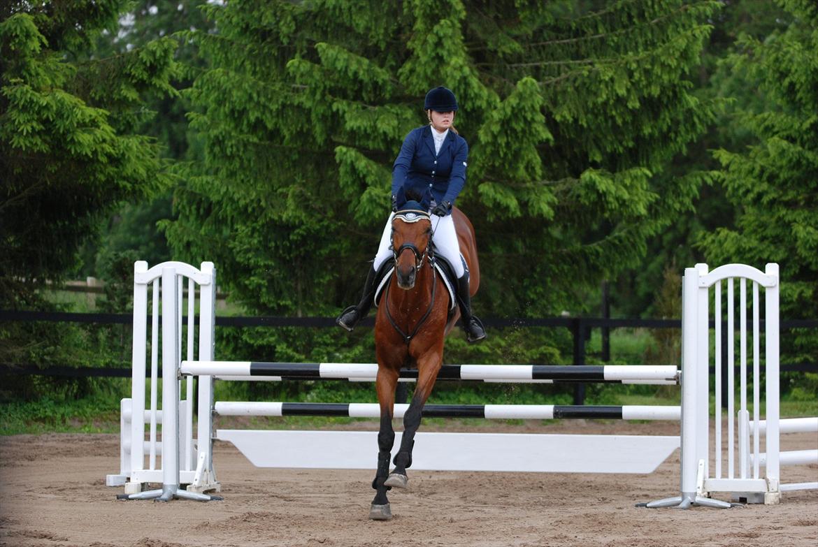 Holstener Don Vito *tidligere hest* billede 6