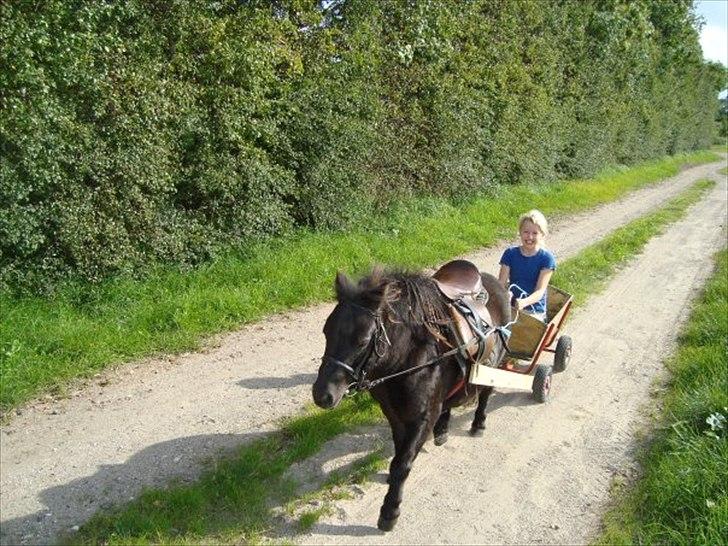 Shetlænder Mini elsket og savne(RIP):'( billede 11