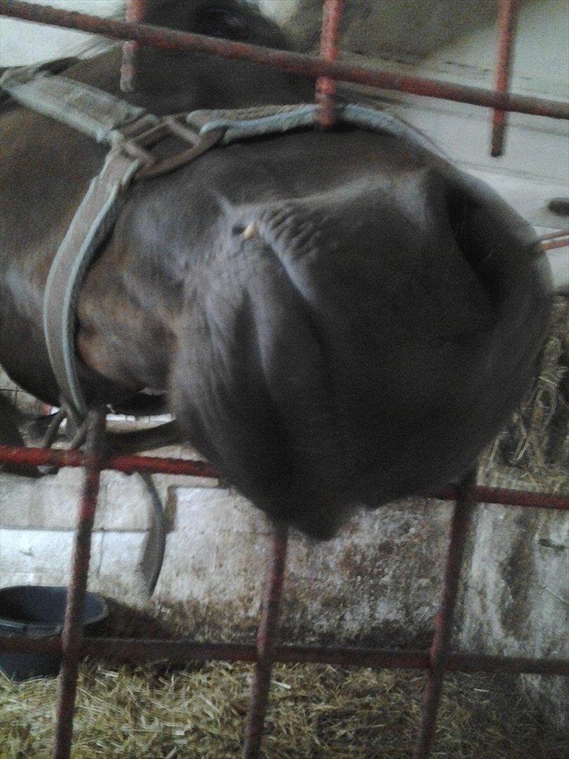 Anden særlig race Øland's Victory of patience billede 7