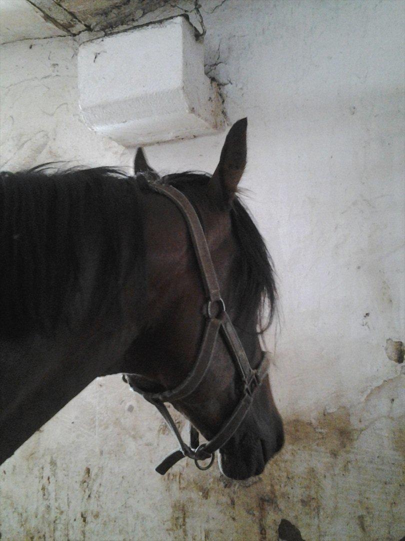 Anden særlig race Øland's Victory of patience billede 8