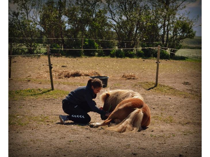 {{currentPhoto.altText}} billede {{currentPhoto.number}}