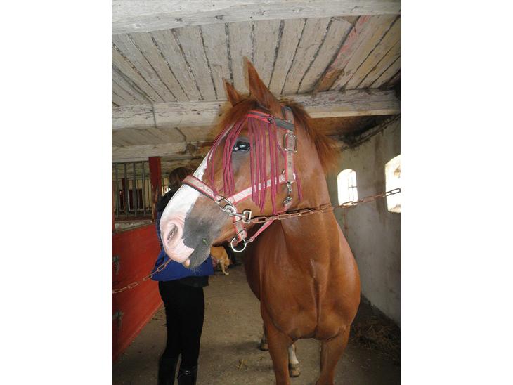 {{currentPhoto.altText}} billede {{currentPhoto.number}}