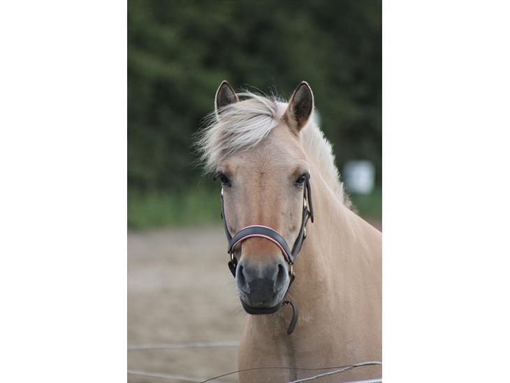 {{currentPhoto.altText}} billede {{currentPhoto.number}}