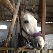 DSP Olympia [Himmelhest]