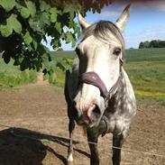 DSP Olympia [Himmelhest]