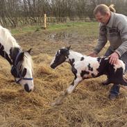 Irish Cob Crossbreed S.C. Palomita Mi Amore <3.