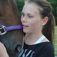 Hollandsk Varmblod Wojola (Mulle)