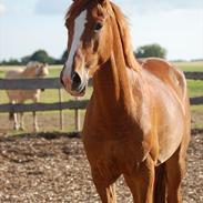 Anden særlig race *Mimers first Champ*