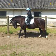 Anden særlig race Bandit