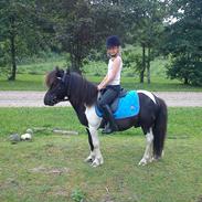 Anden særlig race Cowi