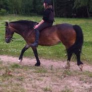 Welsh Pony af Cob-type (sec C) Rosenholms Nelly (Savnet og elsket)