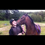 Welsh Pony af Cob-type (sec C) Rosenholms Nelly (Savnet og elsket)