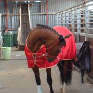 Pinto Lyvang's Fair Play